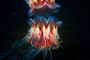 Lions mane Jellyfish605127681 300x200 - Lions mane Jellyfish - mane, Lions, Jellyfish, and